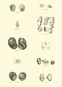 Página de The Pictorial Museum of Animated Nature