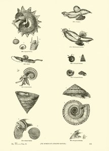 Página de The Pictorial Museum of Animated Nature
