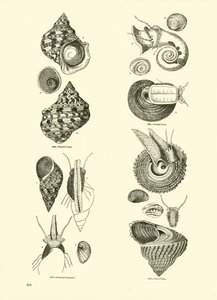 Página de The Pictorial Museum of Animated Nature