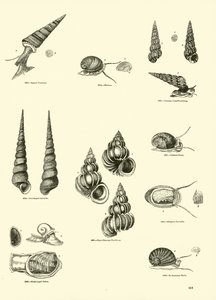 Página de The Pictorial Museum of Animated Nature