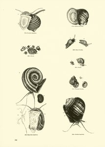 Página de The Pictorial Museum of Animated Nature