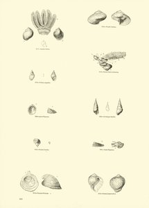 Página de The Pictorial Museum of Animated Nature