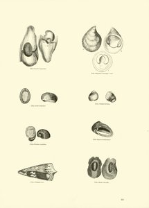 Página de The Pictorial Museum of Animated Nature de English School