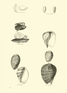 Página de The Pictorial Museum of Animated Nature