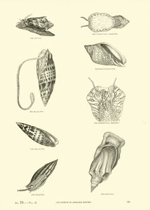 Página de The Pictorial Museum of Animated Nature