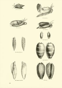 Página de The Pictorial Museum of Animated Nature
