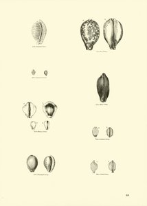 Página de The Pictorial Museum of Animated Nature