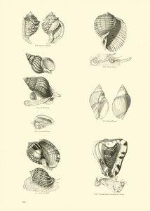 Página de The Pictorial Museum of Animated Nature