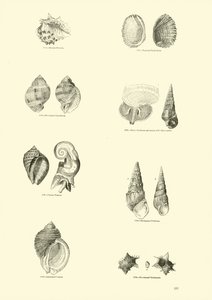 Página de The Pictorial Museum of Animated Nature