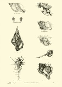 Página de The Pictorial Museum of Animated Nature
