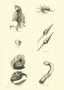 Página de The Pictorial Museum of Animated Nature