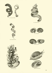 Página de The Pictorial Museum of Animated Nature
