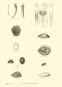 Página de The Pictorial Museum of Animated Nature