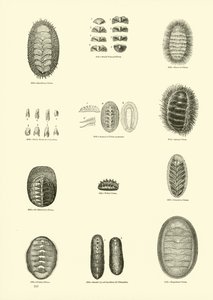 Página de The Pictorial Museum of Animated Nature