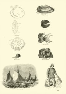 Página de The Pictorial Museum of Animated Nature