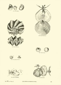 Página de The Pictorial Museum of Animated Nature