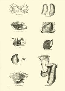 Página de The Pictorial Museum of Animated Nature