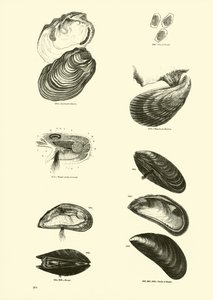 Página de The Pictorial Museum of Animated Nature