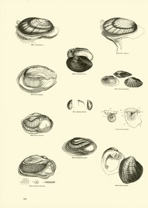 Página de The Pictorial Museum of Animated Nature