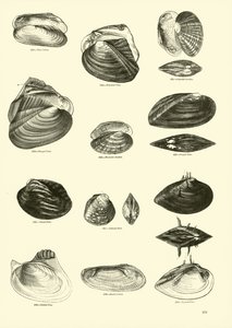 Página de The Pictorial Museum of Animated Nature
