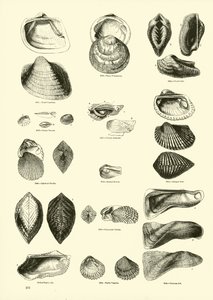Página de The Pictorial Museum of Animated Nature
