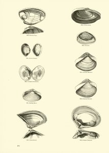 Página de The Pictorial Museum of Animated Nature de English School