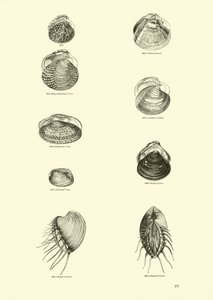 Página de The Pictorial Museum of Animated Nature