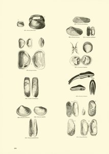 Página de The Pictorial Museum of Animated Nature