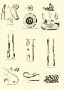 Página de The Pictorial Museum of Animated Nature