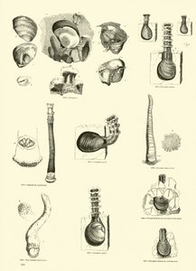 Página de The Pictorial Museum of Animated Nature de English School