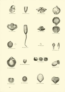 Página de The Pictorial Museum of Animated Nature