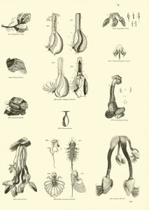 Página de The Pictorial Museum of Animated Nature de English School