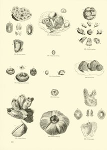 Página de The Pictorial Museum of Animated Nature