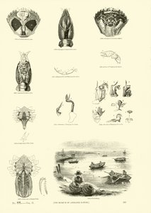 Página de The Pictorial Museum of Animated Nature
