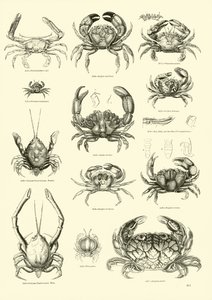Página de The Pictorial Museum of Animated Nature