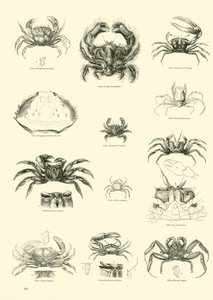 Página de The Pictorial Museum of Animated Nature