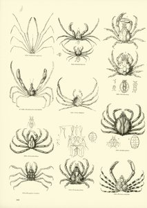 Página de The Pictorial Museum of Animated Nature