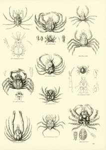 Página de The Pictorial Museum of Animated Nature
