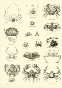 Página de The Pictorial Museum of Animated Nature