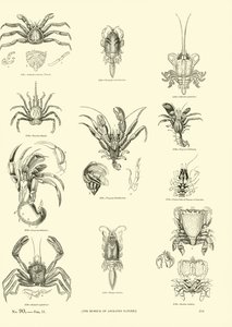 Página de The Pictorial Museum of Animated Nature