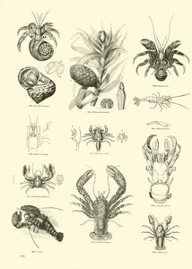 Página de The Pictorial Museum of Animated Nature