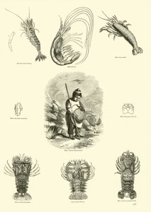 Página de The Pictorial Museum of Animated Nature