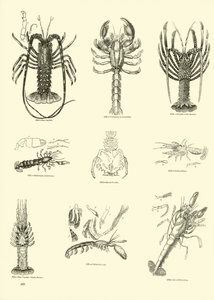 Página de The Pictorial Museum of Animated Nature