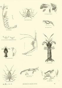 Página de The Pictorial Museum of Animated Nature