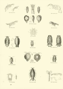 Página de The Pictorial Museum of Animated Nature