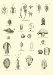 Página de The Pictorial Museum of Animated Nature de English School