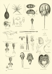 Página de The Pictorial Museum of Animated Nature
