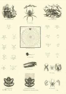 Página de The Pictorial Museum of Animated Nature