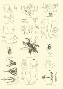 Página de The Pictorial Museum of Animated Nature