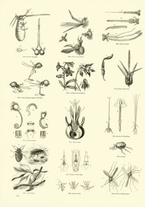 Página de The Pictorial Museum of Animated Nature